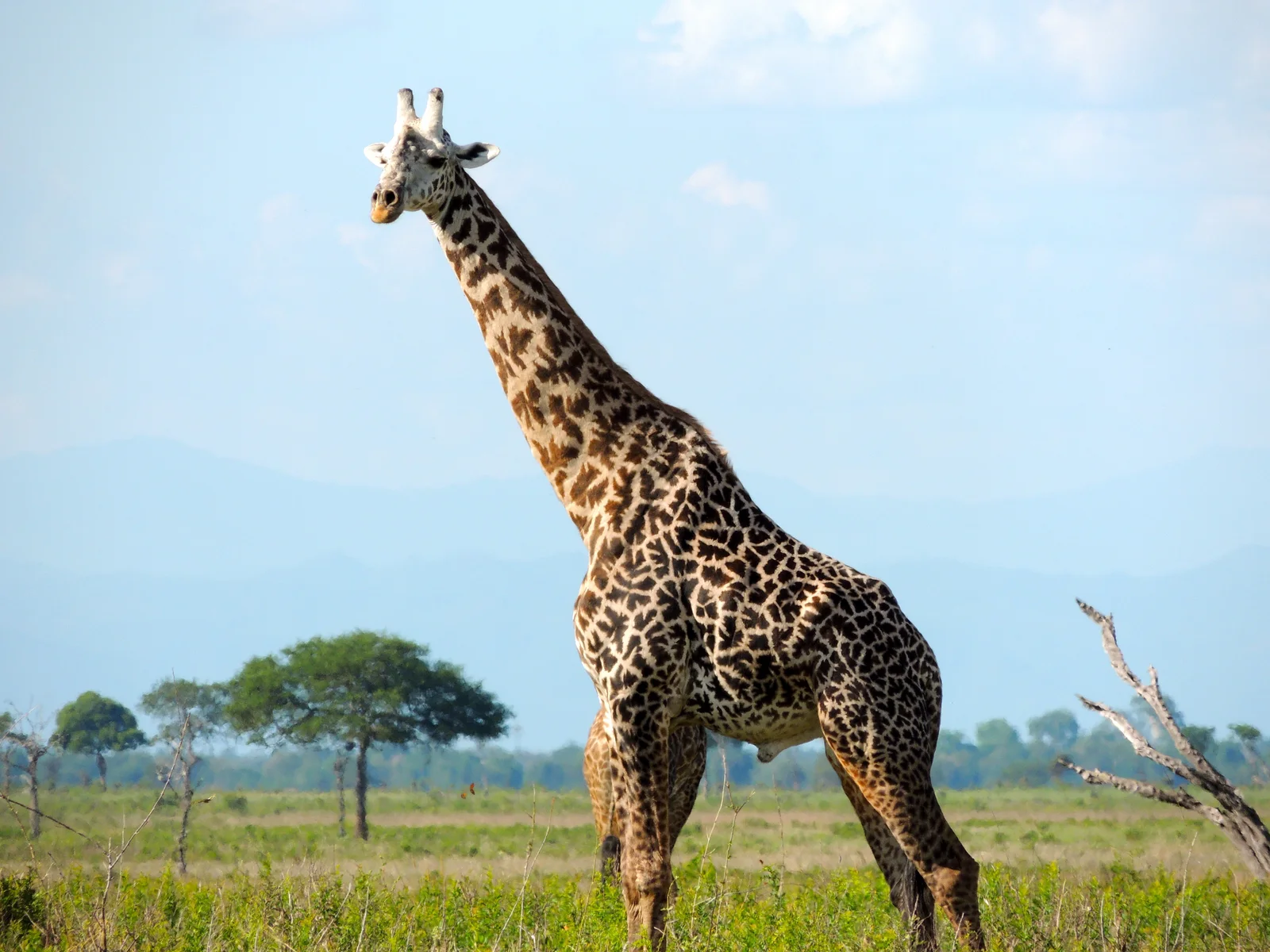 Masai giraffe on the plains of the Serengeti, Tanzania