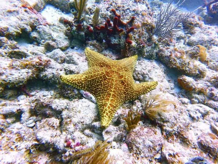 Blue Lagoon Snorkeling and Jozani Forest Tour photo 4