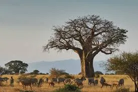 2 Days Safari from Zanzibar to Tarangire and Ngorongoro photo 4