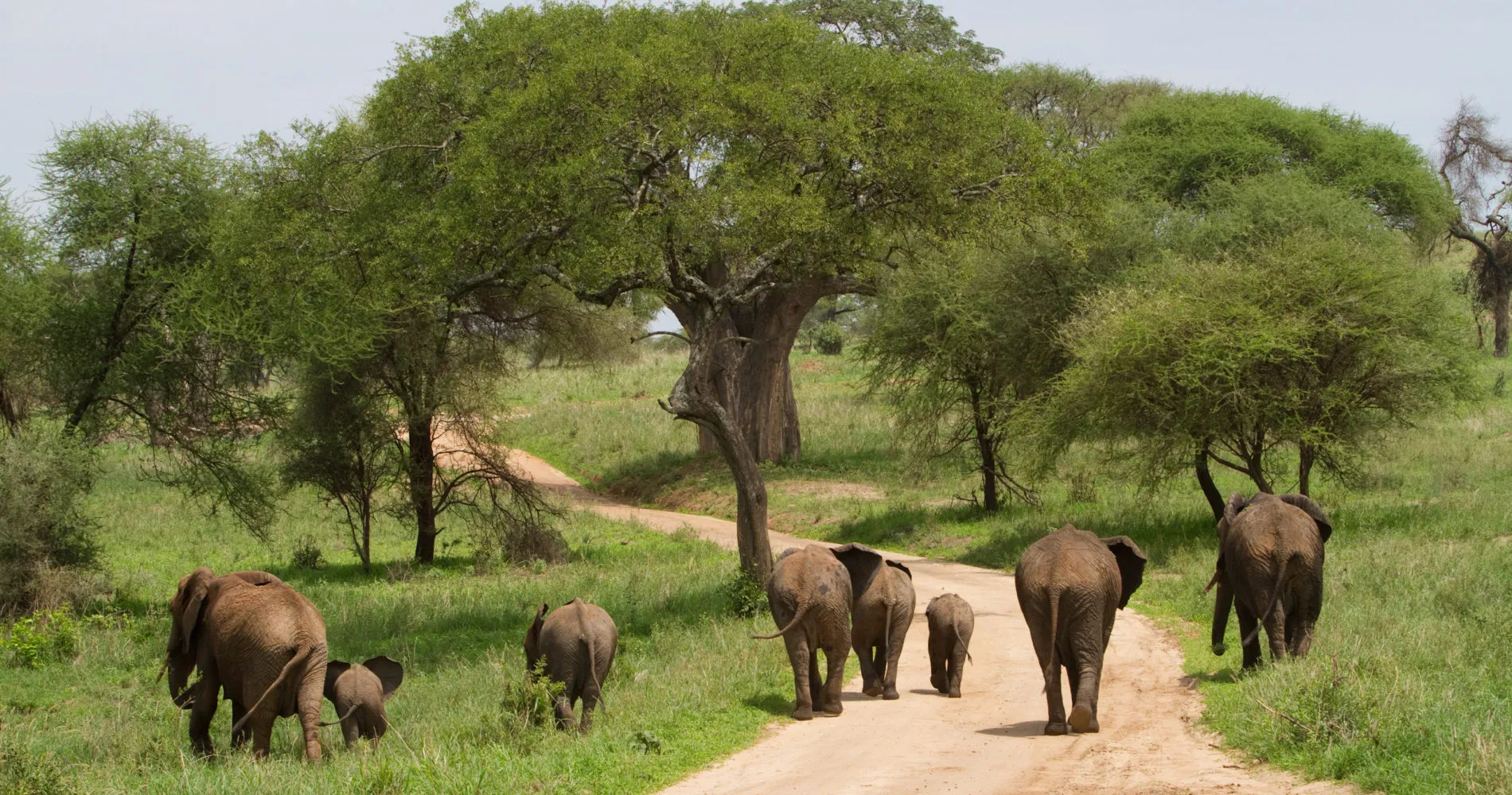 Ngorongoro