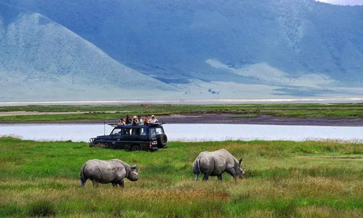 4 Days Tanzania Safari from Zanzibar Game Drive