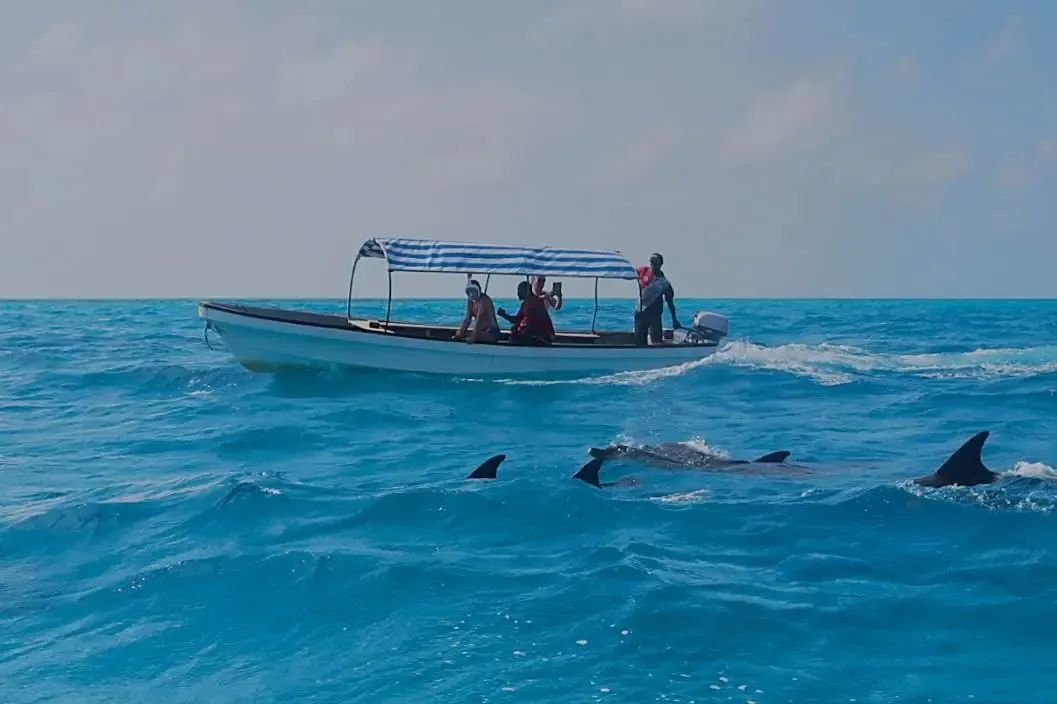 Dolphins Tour at Kizimkazi photo 4