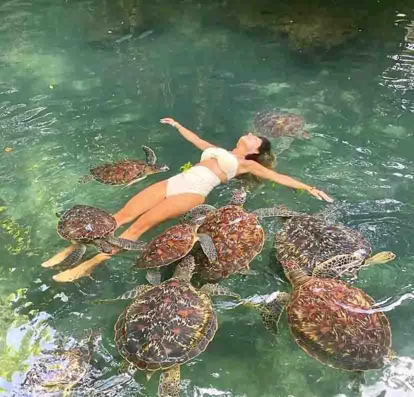 Swimming with Turtles photo 3