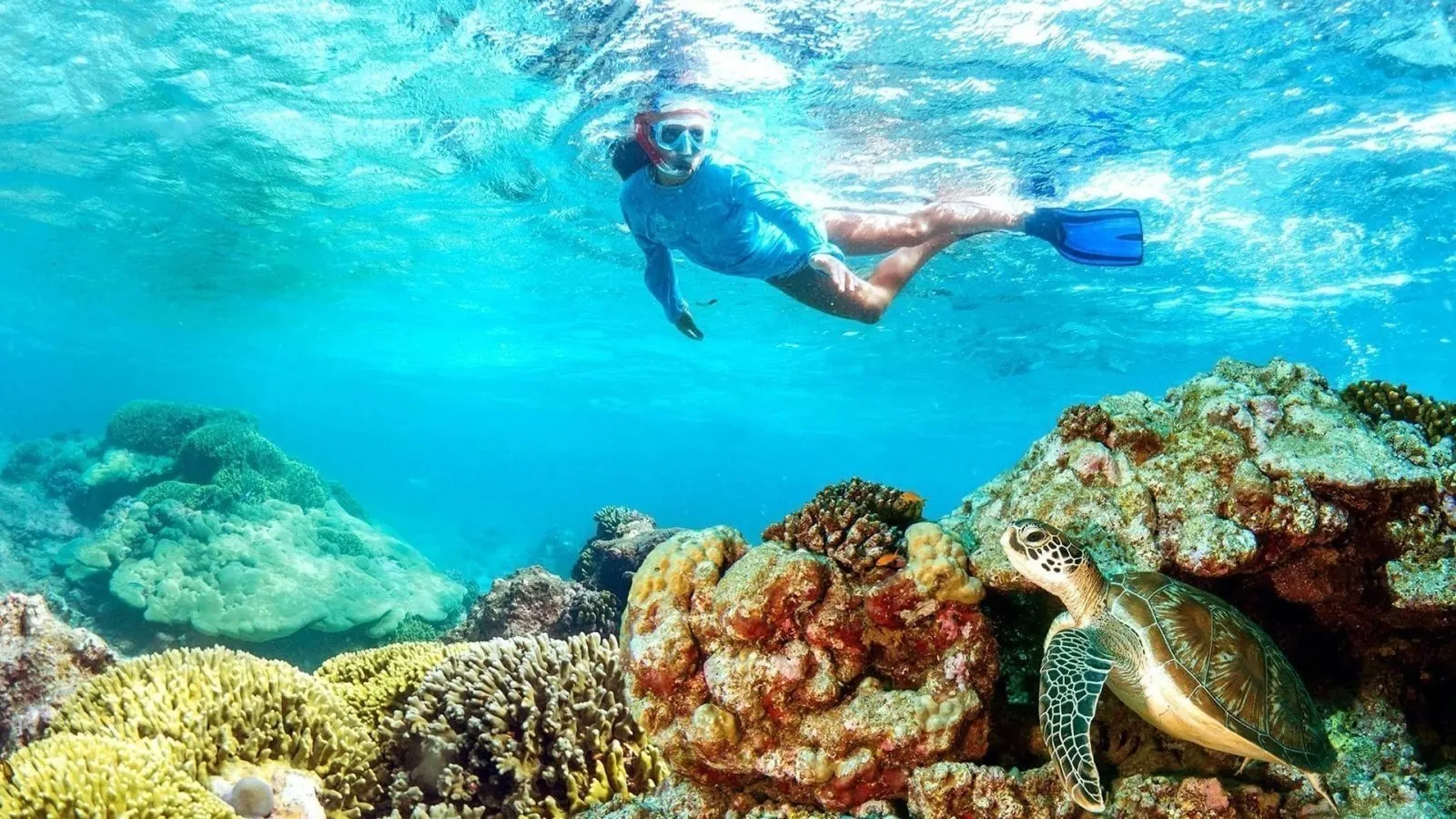 a-half-day-private-dolphins-and-snorkeling-tour-to-mnemba-island_V7v67