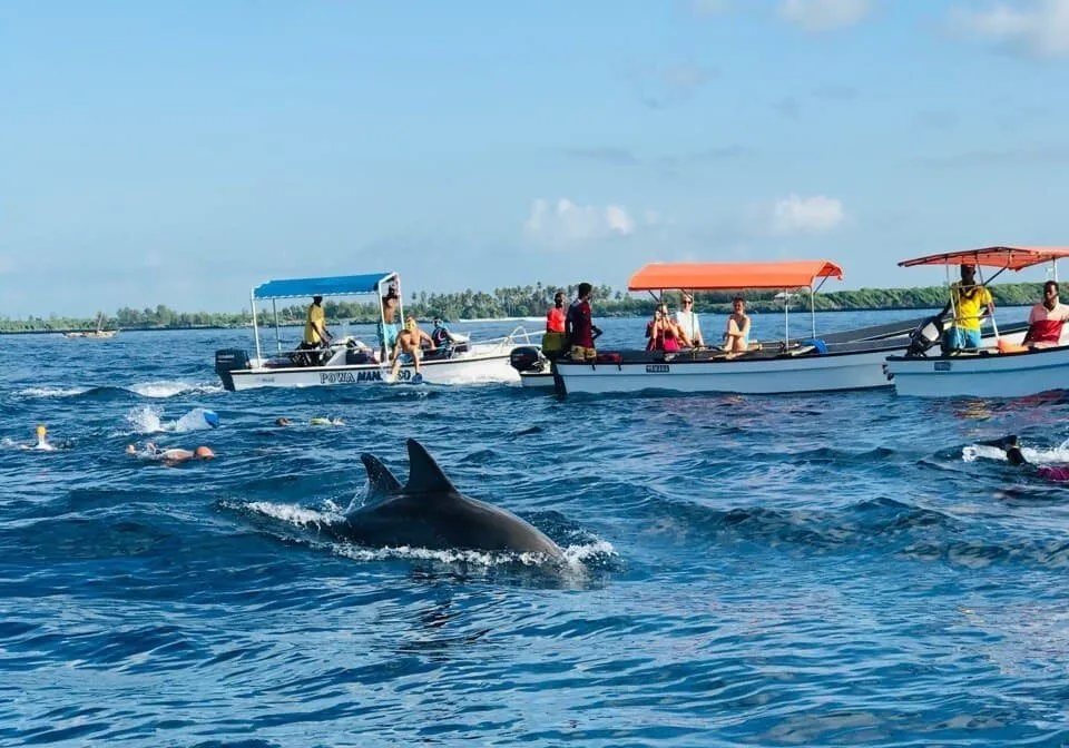 Dolphins Tour at Kizimkazi photo 2