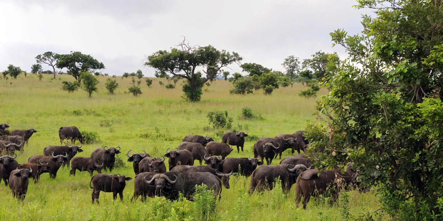 3 Days Mikumi Safari from Zanzibar | With Masai Village photo 4