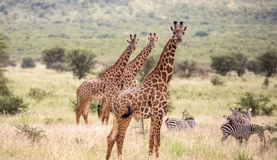 3 Days Mikumi Safari from Zanzibar