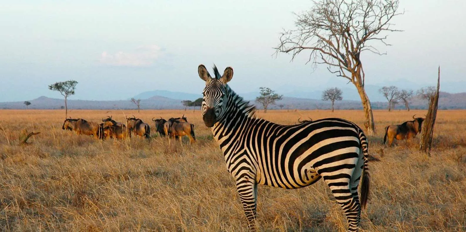 Mikumi Day Trip Safari from Zanzibar – Wildlife Game Drive