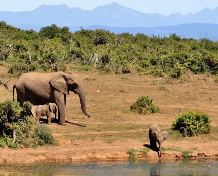mikumi day trip safari from zanzibar - game drive