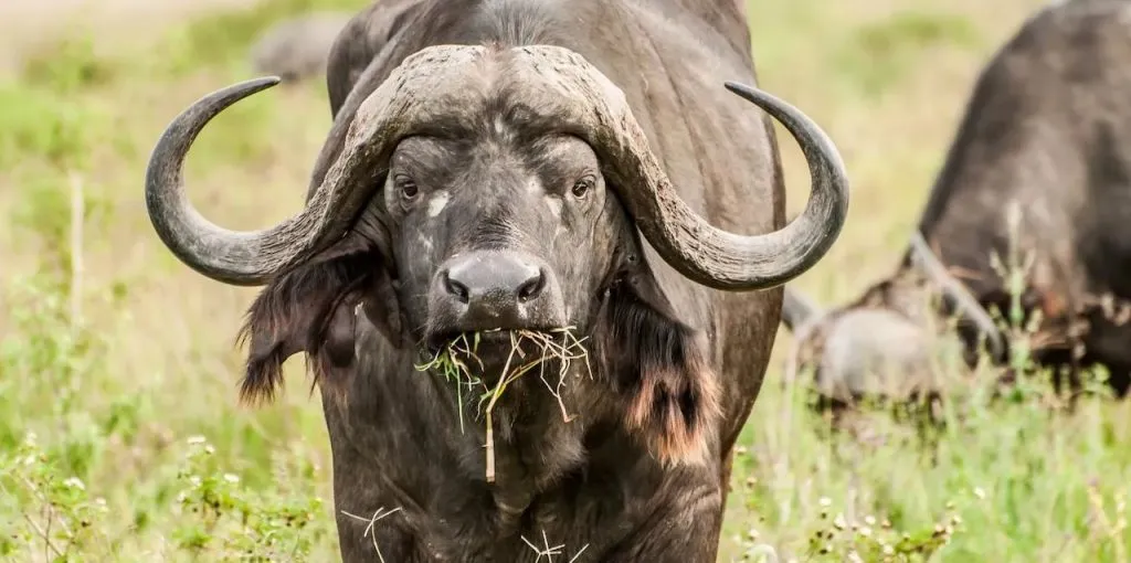 Best 3 Days Serengeti Safari from Zanzibar photo 4