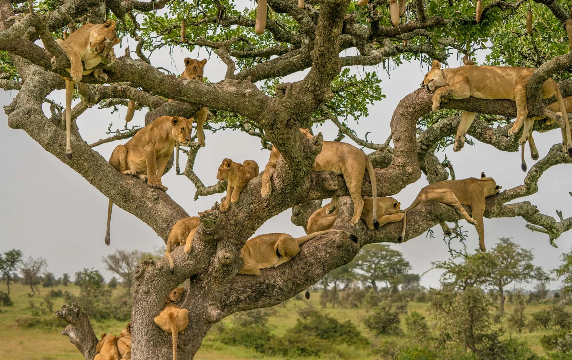 Serengeti