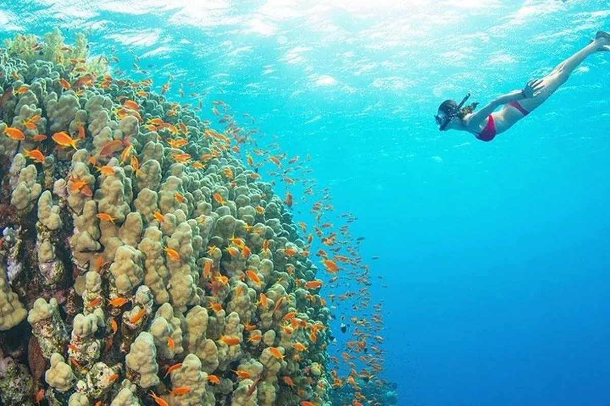 Mnemba Island